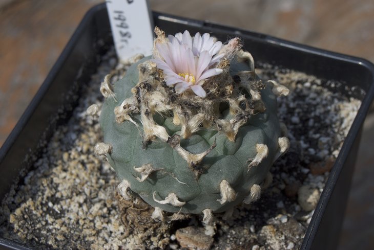 L. williamsii 1998, от Мухина Григория