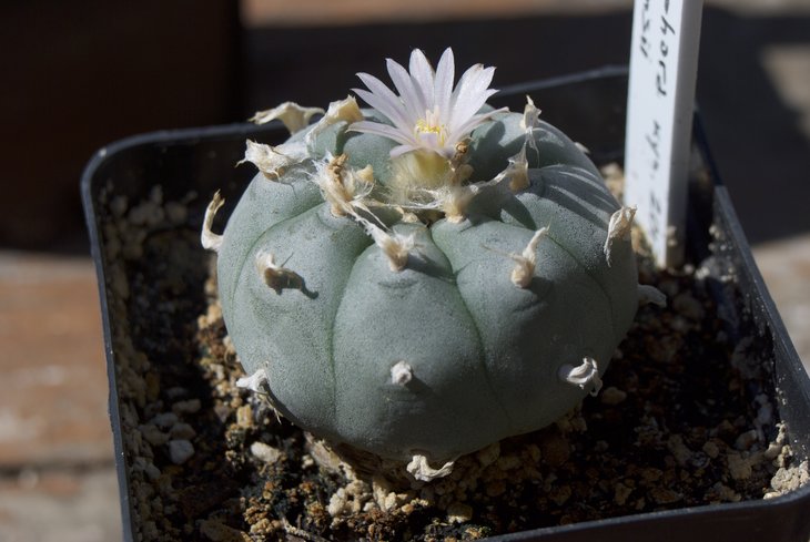 L. williamsii
