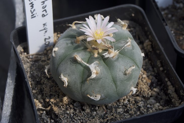 L. williamsii