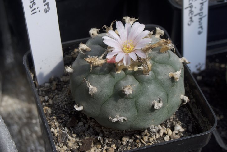 L. williamsii, продник из Мексики