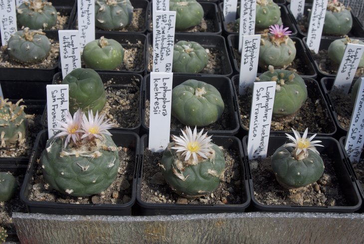 L. koehresii