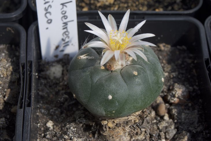L. koehresii