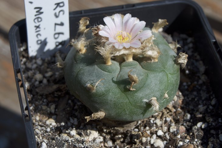 L. williamsii v. Huizache RS 268