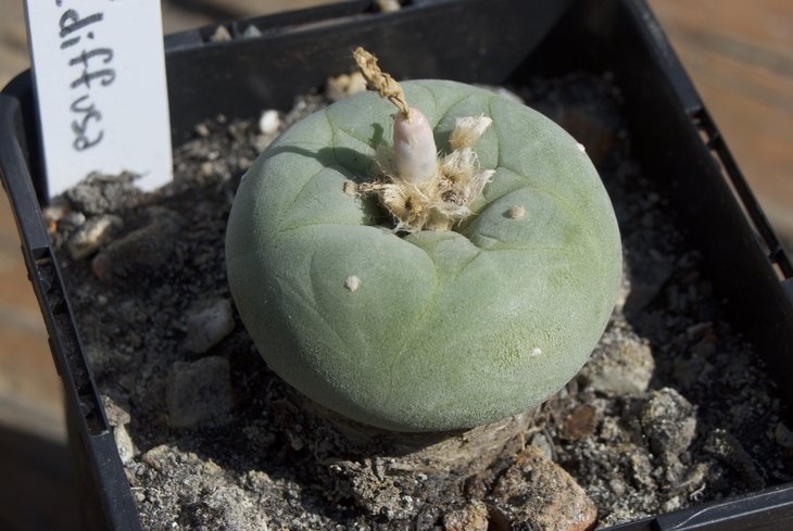 L. diffusa (от Мухин Григорий) выдала плод