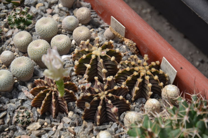 DSC_0079.JPG