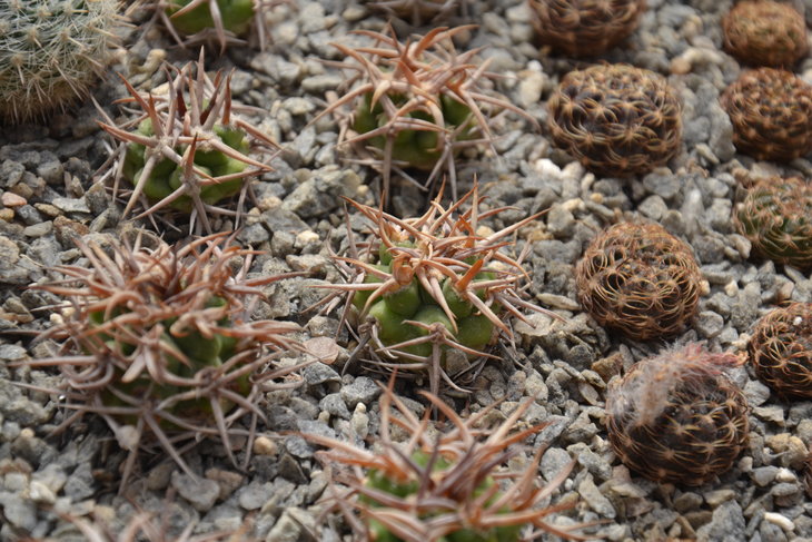 DSC_0082.JPG