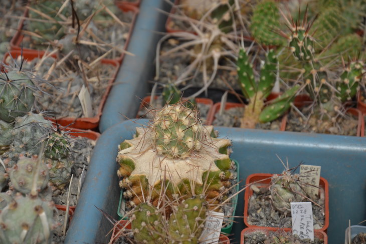 DSC_0112.JPG