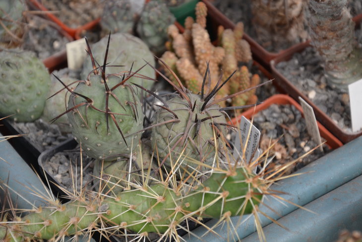 DSC_0116.JPG