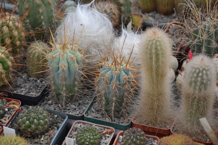 DSC_0125.JPG