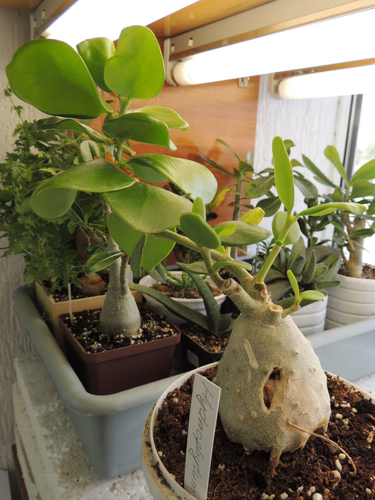 Hydnophytum-1.jpg