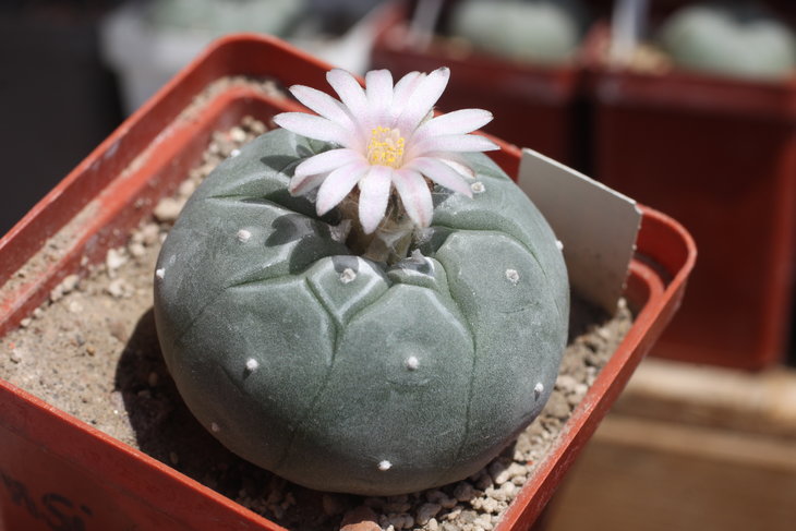 Lophophora williamsii, Huizache, SLP