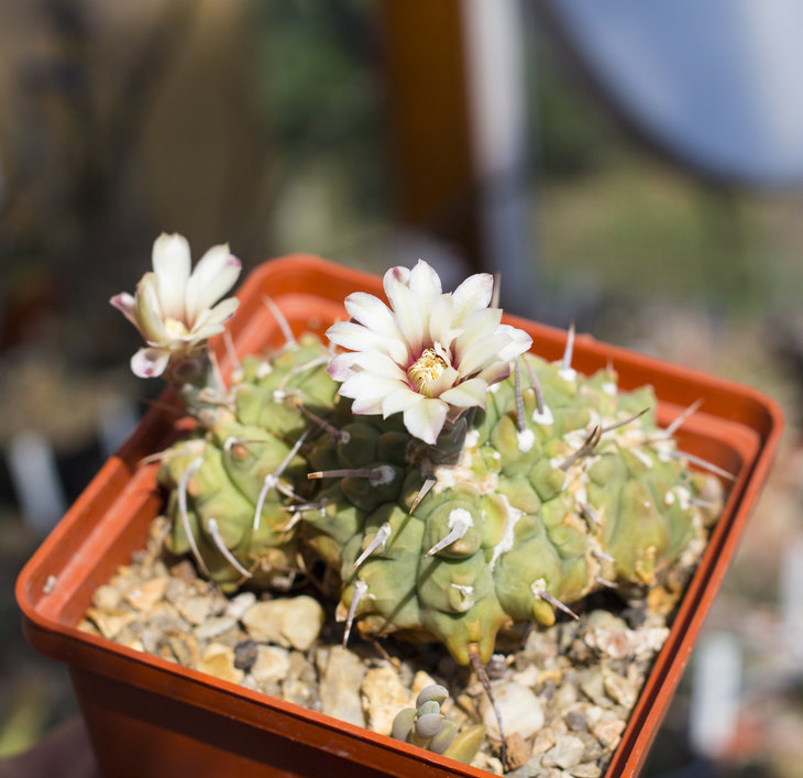 G. ochoterenae subs. vatteri 'cristata'