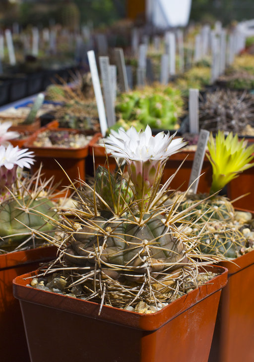 G. eurypleurum