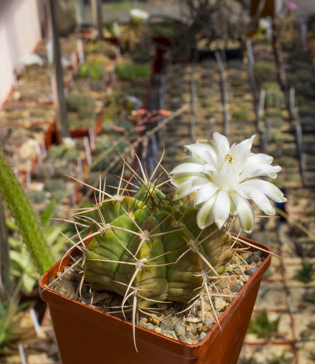 G. anisitsii v. griseo-pallidum