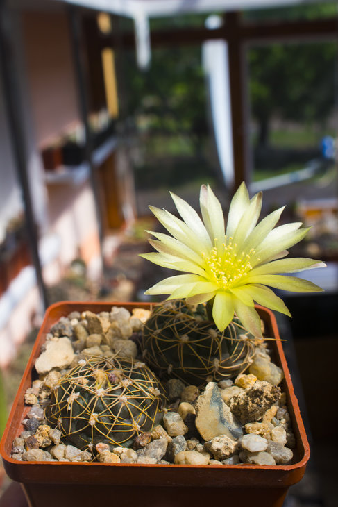 G. netrelianum