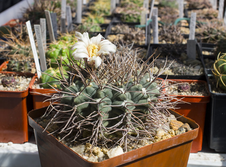 Gymnocalycium bodenbenderianum subsp. intertextum var. moserianum