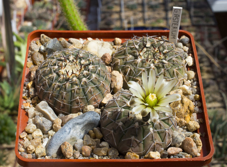 G. bodenbenderianum v. paucispinum Р 124 (G. asterium)