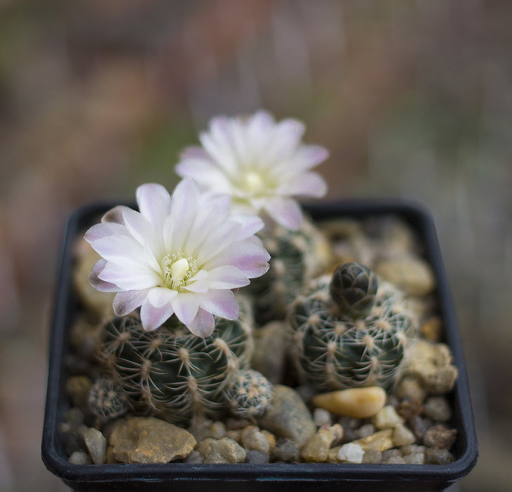 G. bruchii v. niveum OF 25-80