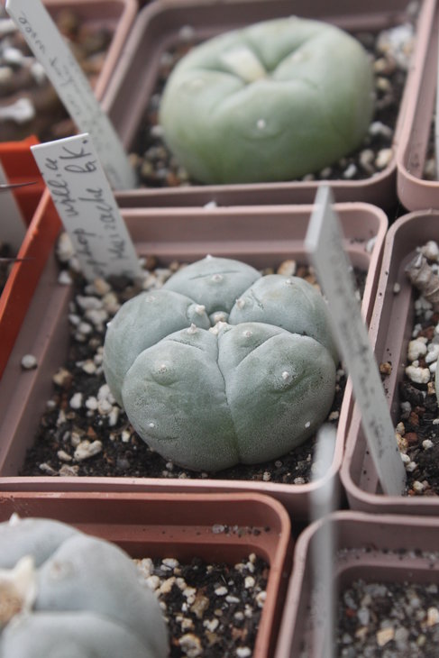 Lophophora williamsii, Huizache, SLP (посев из семян Кёреса, растение Игоря Лавровского)