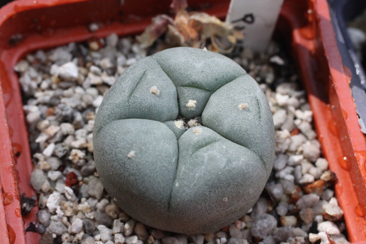 Lophophora williamsii, Huizache, SLP (молодое растение Александра Чеховского)