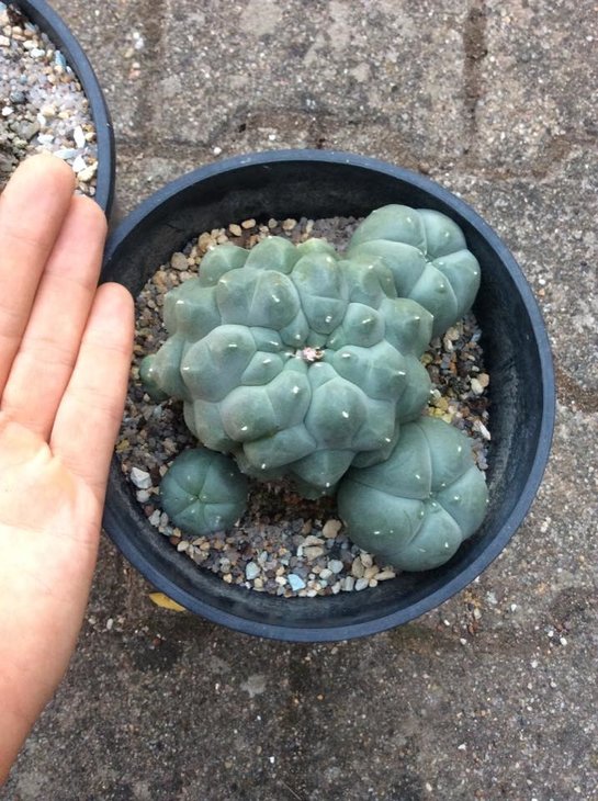 Lophophora williamsii, Huizache, SLP (by Uli Hoerner)
