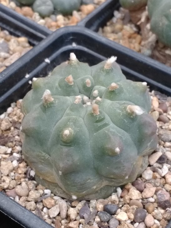 Lophophora williamsii, Huizache, SLP (by Julio Alarcon Tur) - та самая странная форма, которая ходит у нас по коллекциям как &quot;williamsii от Сергея Червинко&quot;