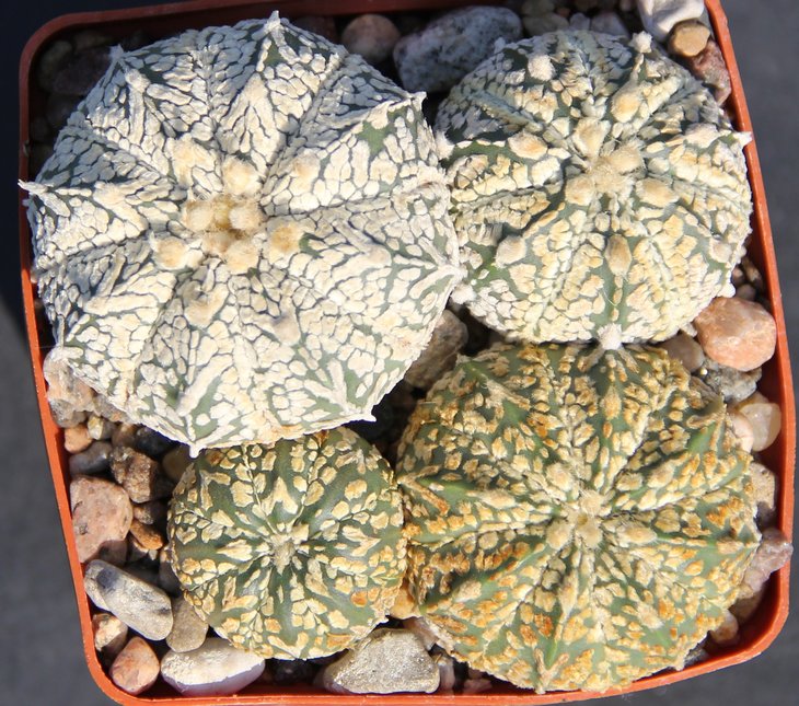 Astrophitum CoSk X CrassispinumSk