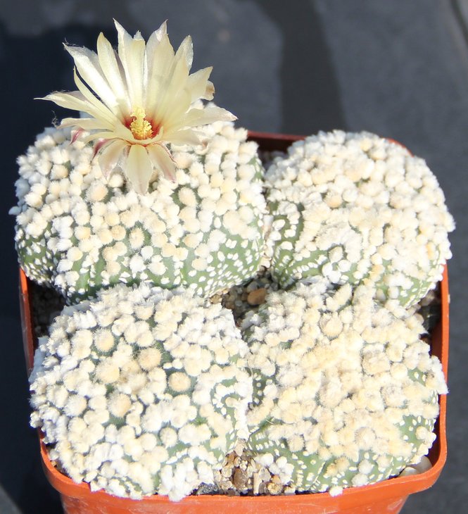 Astrophitum Hanazono