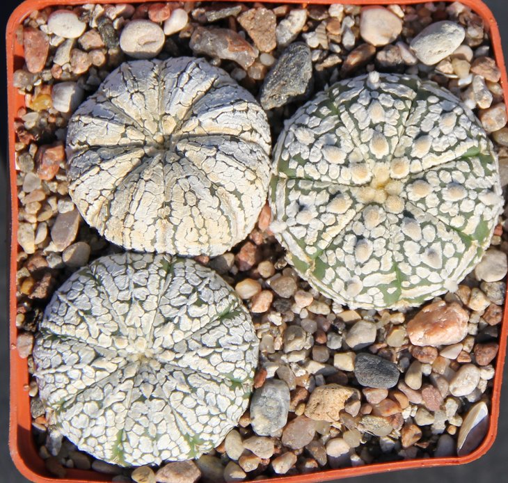 Astrophitum Super Kabuto 3
