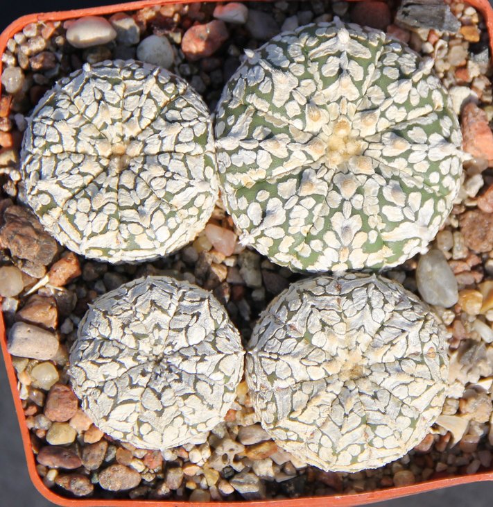 Astrophitum Super Kabuto 3