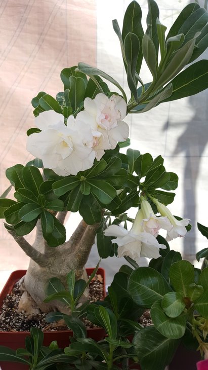 20170824_111036.jpg