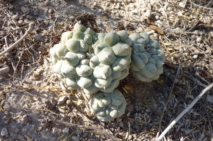 Entronque Huizache%2C SLP (1).jpg