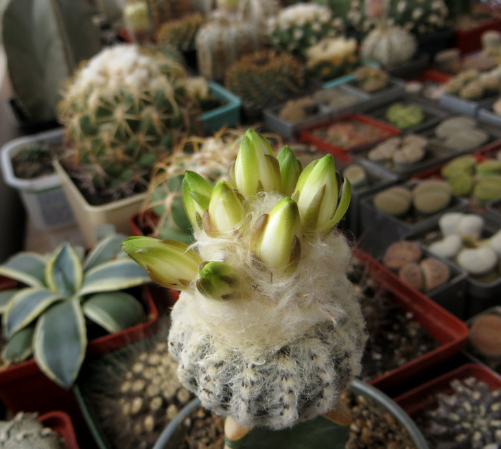 Discocactus horstii