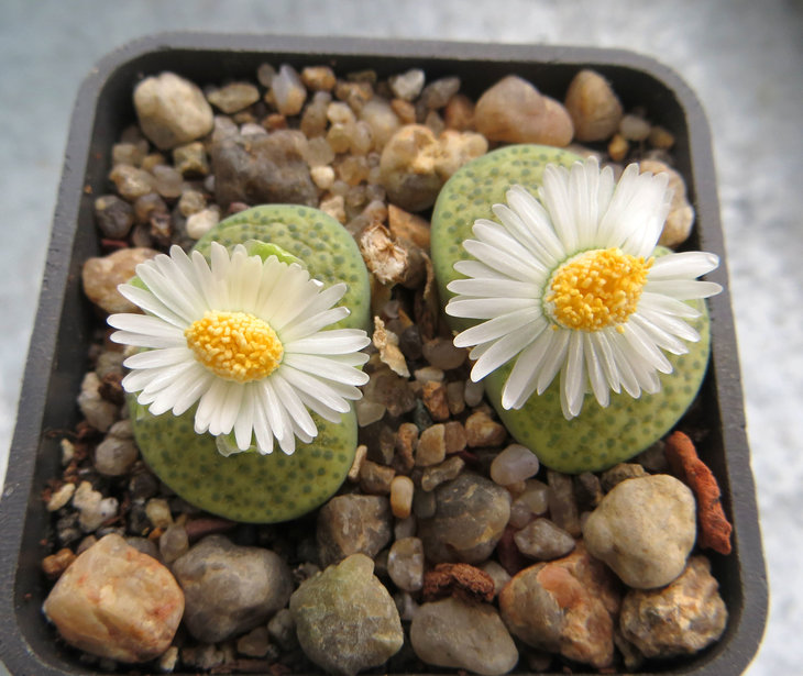 fulviceps v. fulviceps 'Aurea' С363
