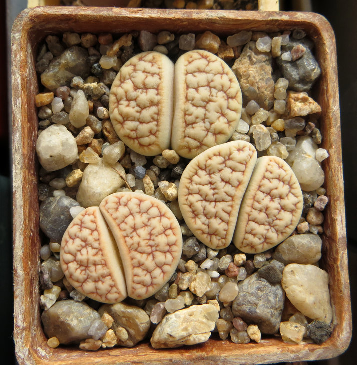 gracilidelineata С374