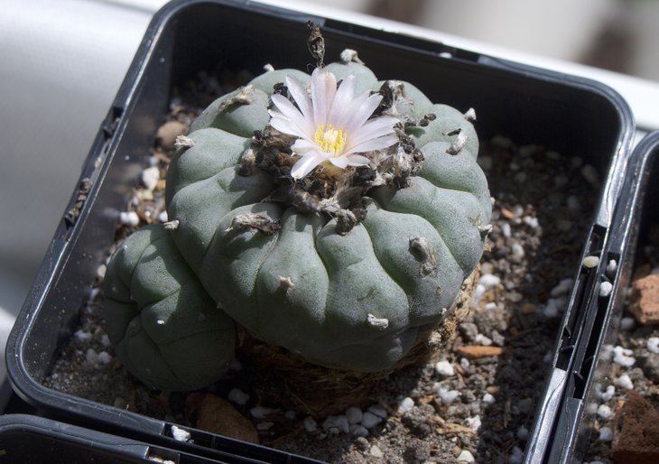 Lophophora williamsii v. &quot;pluricostata&quot;