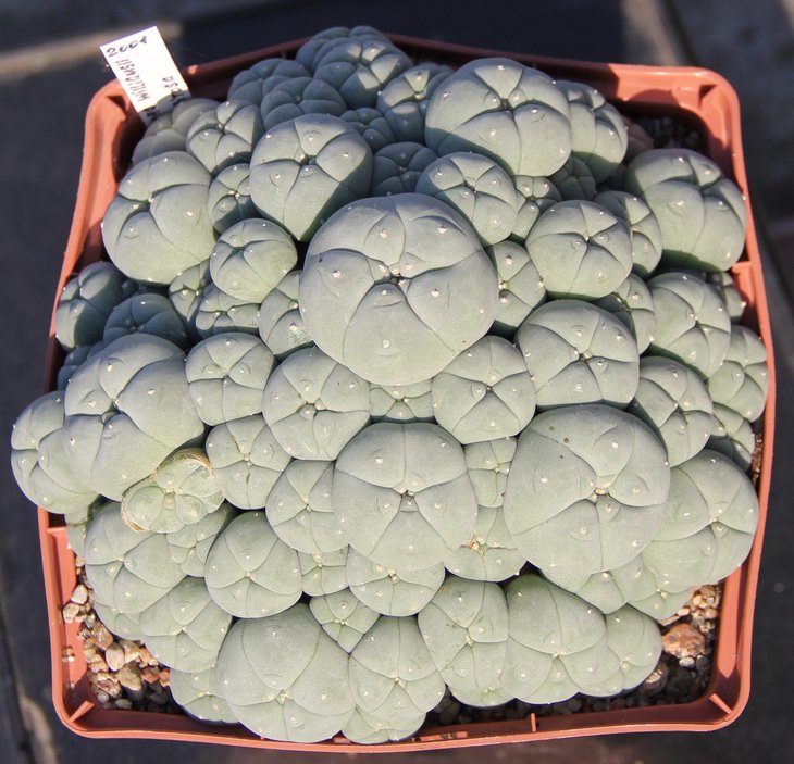 L.caespitosa