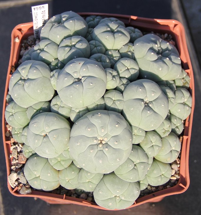 L.caespitosa