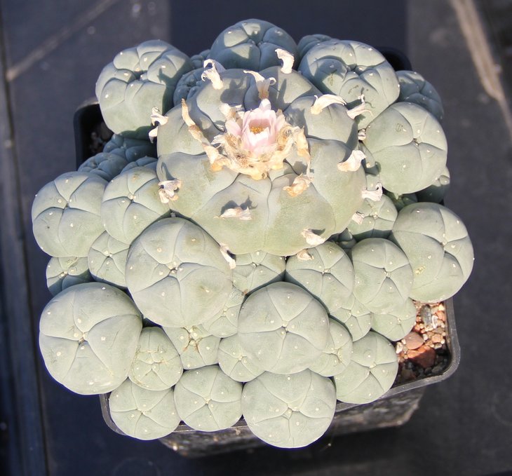 L.caespitosa 2