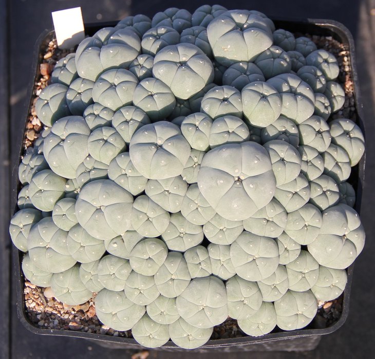 L.caespitosa