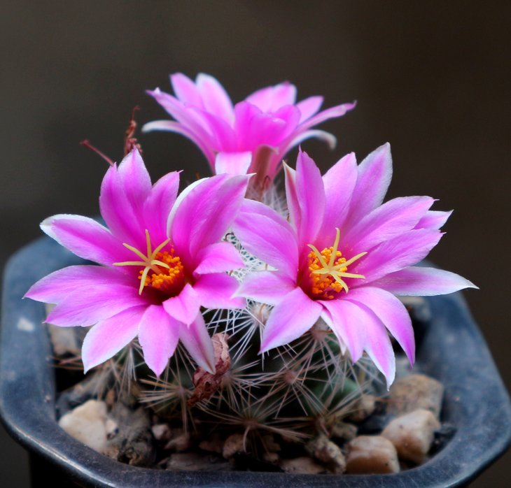 mammillaria insularis