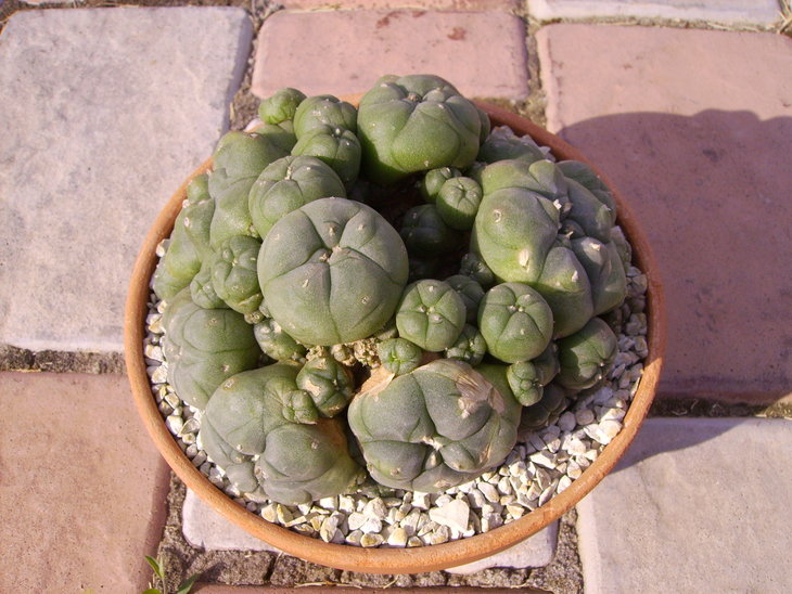PICT0045.JPG