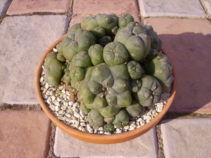 PICT0049.JPG