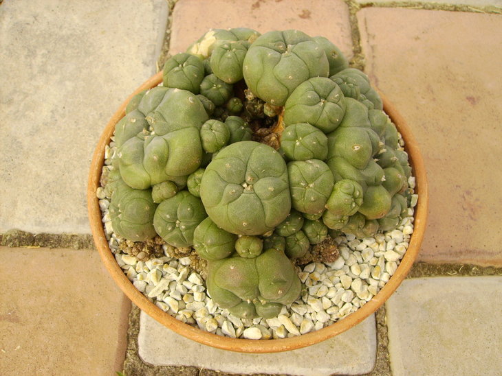PICT0053.JPG