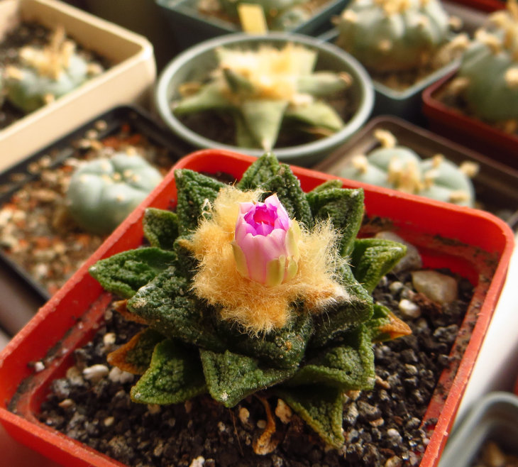 Ariocarpus fissuratus var. hintonii