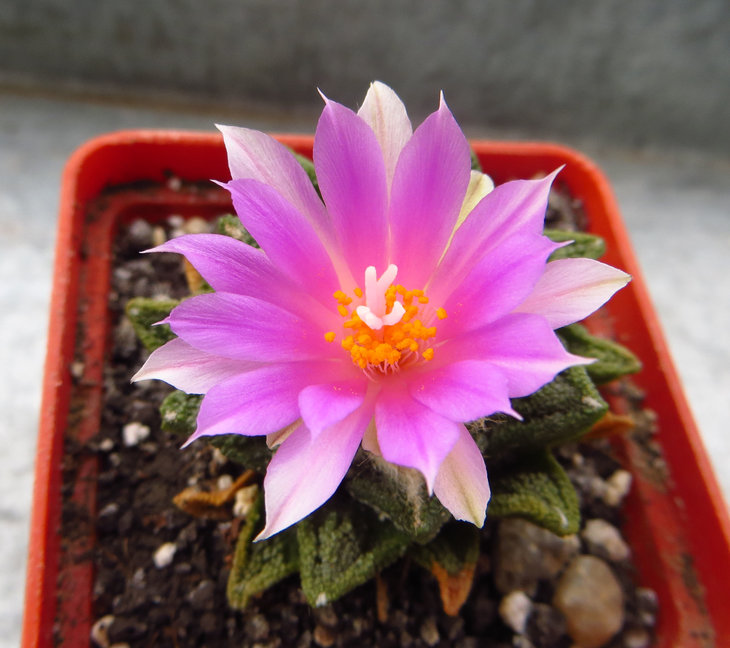 Ariocarpus fissuratus var. hintonii