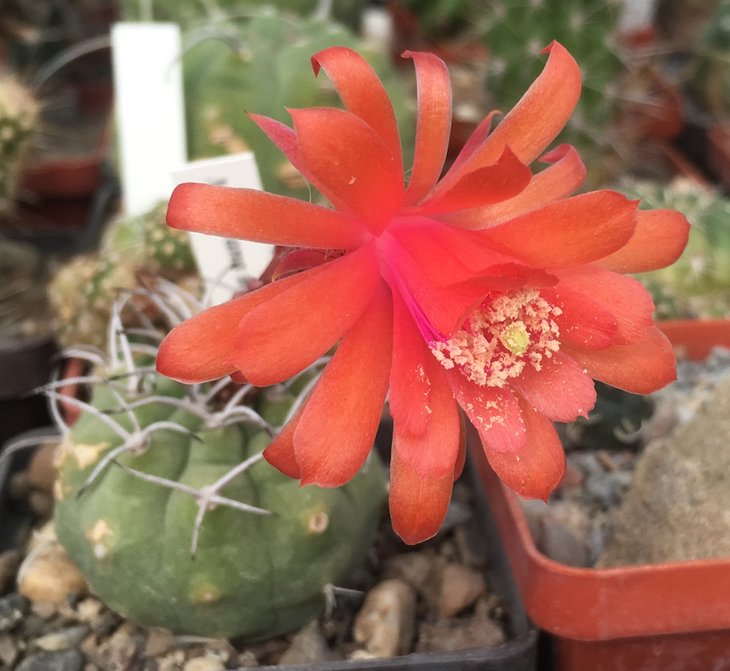 Matucana madisoniorum