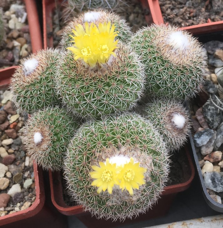Parodia gibbulosoides