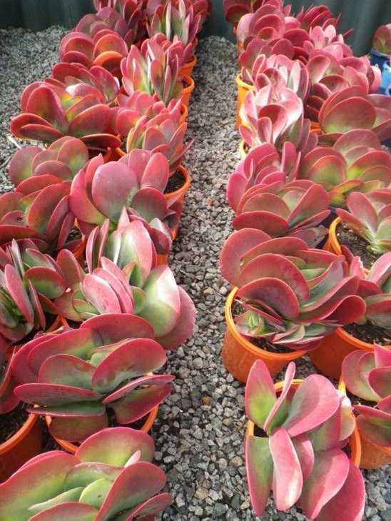 Kalanchoe Luciae