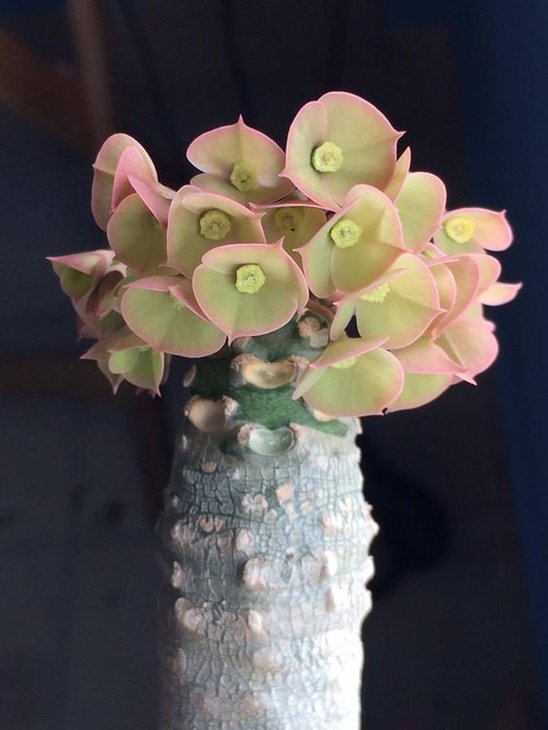 Euphorbia Alfredii